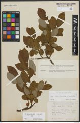 Foto von Salix appendiculata Vill. x Salix hastata L.